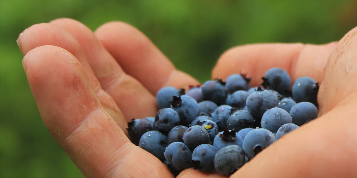 Il mirtillo protagonista all'International Blueberry Days